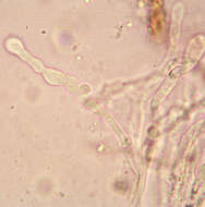 Plancia ëd Meottomyces dissimulans (Berk. & Broome) Vizzini 2008