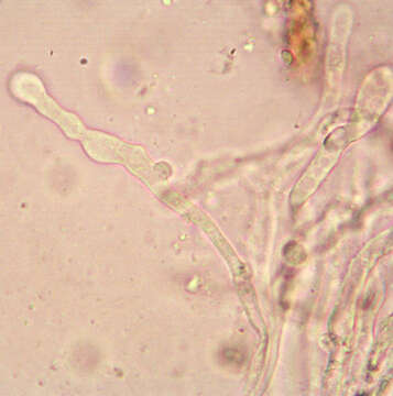 Image de Meottomyces dissimulans (Berk. & Broome) Vizzini 2008