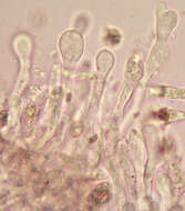 Image de Meottomyces dissimulans (Berk. & Broome) Vizzini 2008