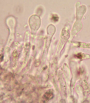 Image de Meottomyces dissimulans (Berk. & Broome) Vizzini 2008