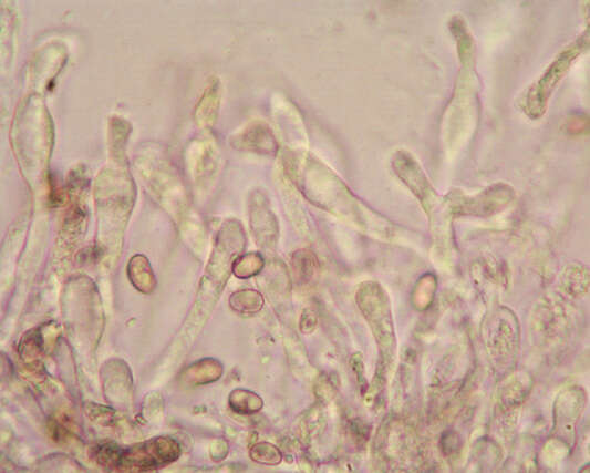 Image de Meottomyces dissimulans (Berk. & Broome) Vizzini 2008