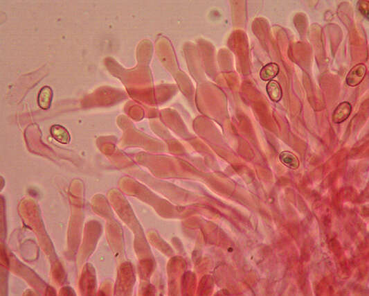 Image de Meottomyces dissimulans (Berk. & Broome) Vizzini 2008