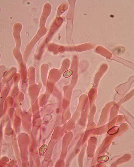 Image de Meottomyces dissimulans (Berk. & Broome) Vizzini 2008