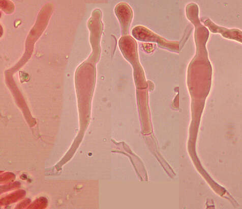 Image de Meottomyces dissimulans (Berk. & Broome) Vizzini 2008