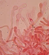 Image de Meottomyces dissimulans (Berk. & Broome) Vizzini 2008