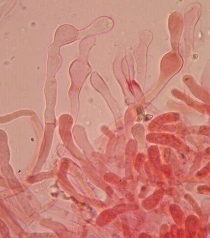 Image de Meottomyces dissimulans (Berk. & Broome) Vizzini 2008