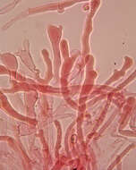 Image de Meottomyces dissimulans (Berk. & Broome) Vizzini 2008