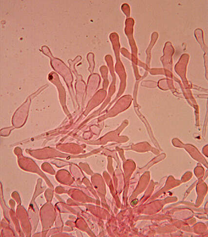 Image de Meottomyces dissimulans (Berk. & Broome) Vizzini 2008