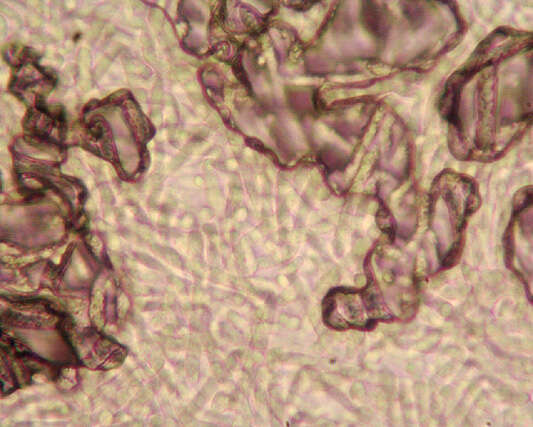 Image of Lachnum virgineum (Batsch) P. Karst. 1871