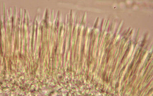 Image de Lachnum virgineum (Batsch) P. Karst. 1871