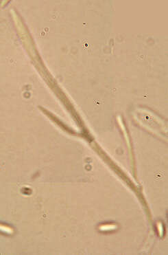 Image de Lachnum virgineum (Batsch) P. Karst. 1871