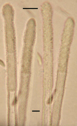 Image of Lachnum virgineum (Batsch) P. Karst. 1871