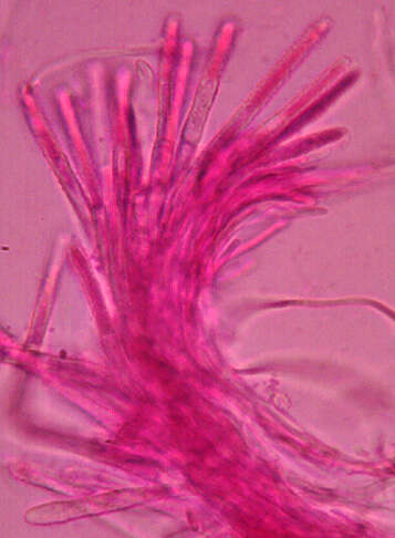 Image of Lachnum virgineum (Batsch) P. Karst. 1871