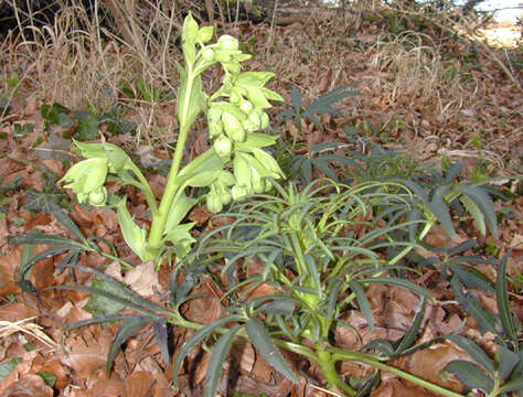 Image of Stinking Hellebore