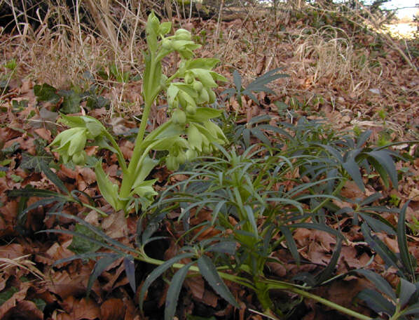 Image of Stinking Hellebore