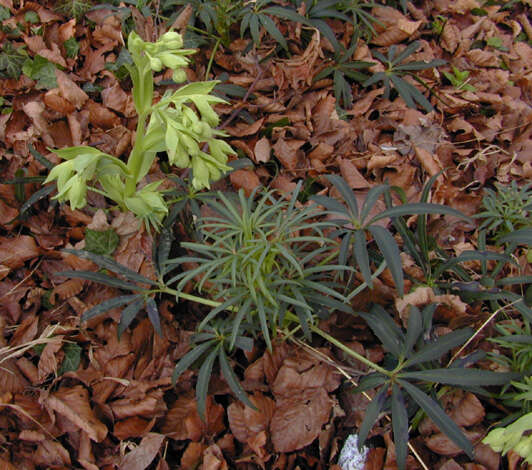 Image of Stinking Hellebore