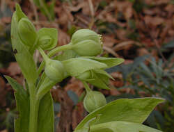 Image of Stinking Hellebore