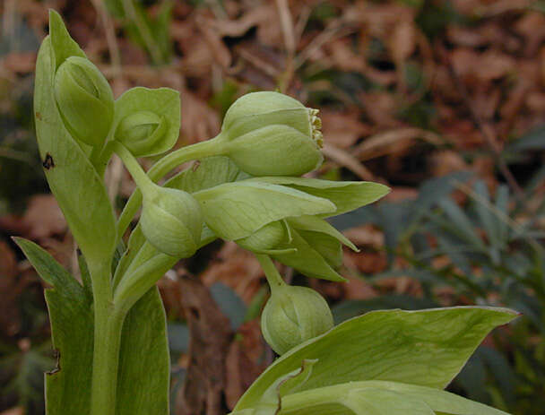 Image of Stinking Hellebore