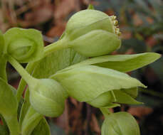 Image of Stinking Hellebore