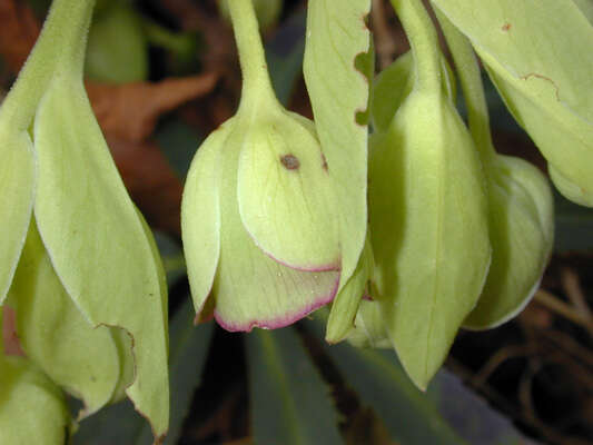 Image of Stinking Hellebore