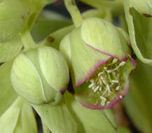 Image of Stinking Hellebore