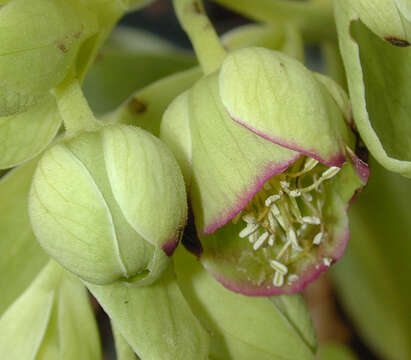 Image of Stinking Hellebore