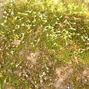 Image of <i>Seligeria calycina</i>