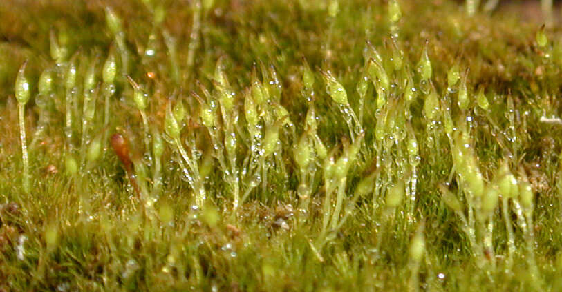 Image of root