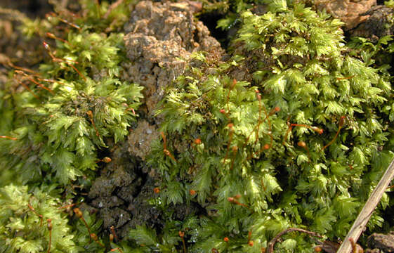 Image of bryoid fissidens moss