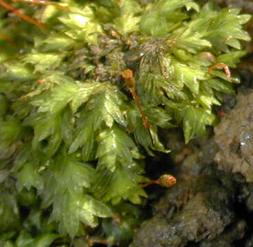 Image of bryoid fissidens moss