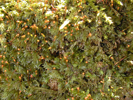 Image of bryoid fissidens moss