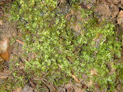 Image of <i>Fossombronia <i>pusilla</i></i> subsp. pusilla