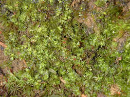 Image of <i>Fossombronia <i>pusilla</i></i> subsp. pusilla