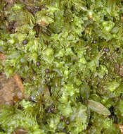 Image of <i>Fossombronia <i>pusilla</i></i> subsp. pusilla