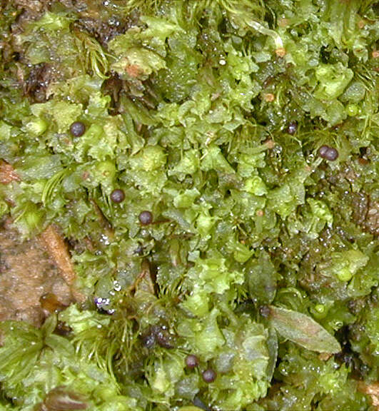 Image of <i>Fossombronia <i>pusilla</i></i> subsp. pusilla