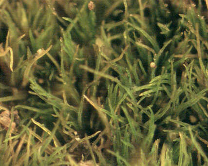 Image of root