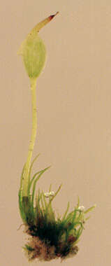 Image of root