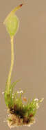 Image of root
