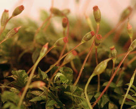 Image of bryoid fissidens moss