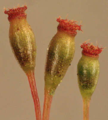 Image of bryoid fissidens moss