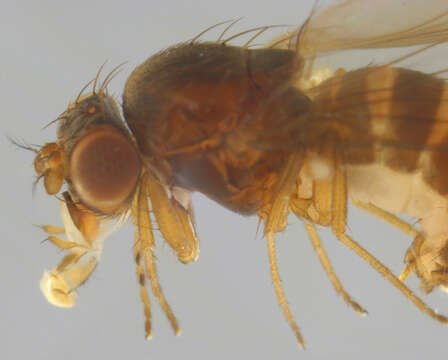 Image of Drosophila obscura Fallen 1823