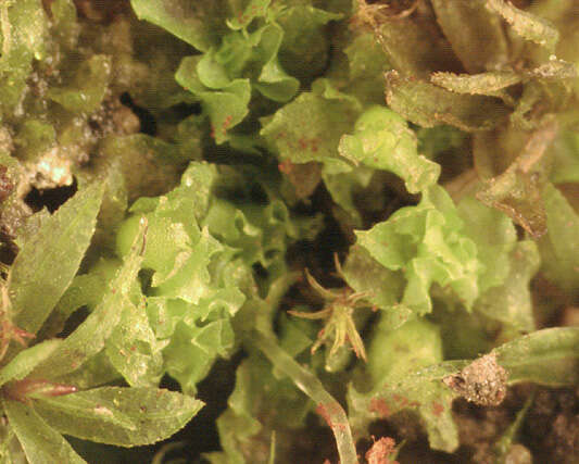 Image of <i>Fossombronia <i>pusilla</i></i> subsp. pusilla