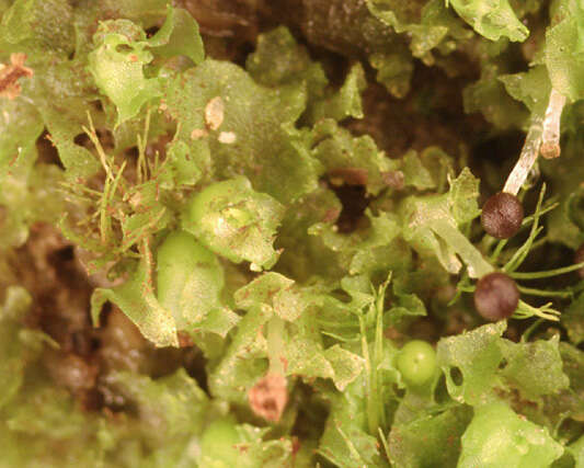 Image of <i>Fossombronia <i>pusilla</i></i> subsp. pusilla