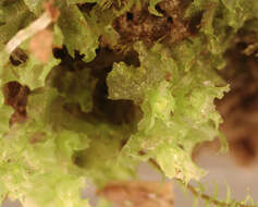 Image of <i>Fossombronia <i>pusilla</i></i> subsp. pusilla