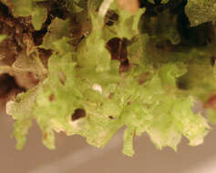 Image of <i>Fossombronia <i>pusilla</i></i> subsp. pusilla