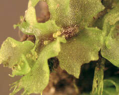 Image of <i>Fossombronia <i>pusilla</i></i> subsp. pusilla