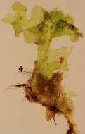 Image of <i>Fossombronia <i>pusilla</i></i> subsp. pusilla