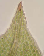 Image of bryoid fissidens moss