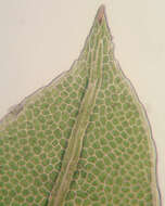 Image of bryoid fissidens moss