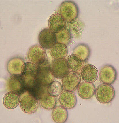 Image of bryoid fissidens moss